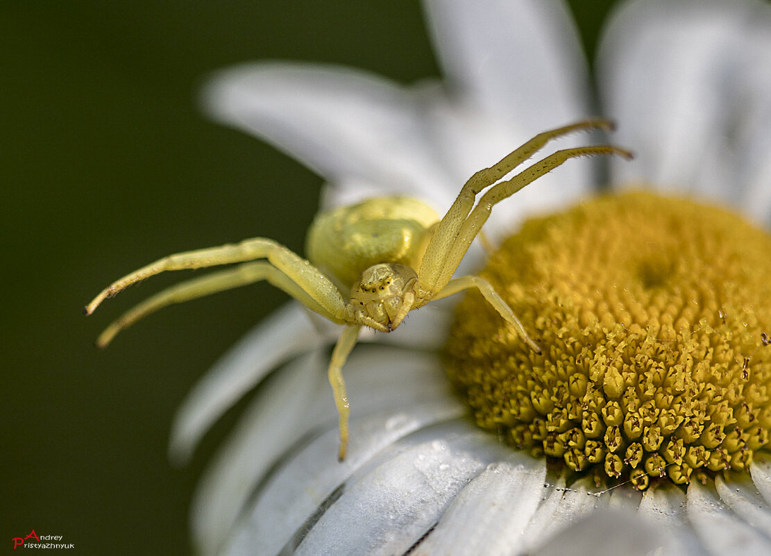 На цветке - Андрей Пристяжнюк