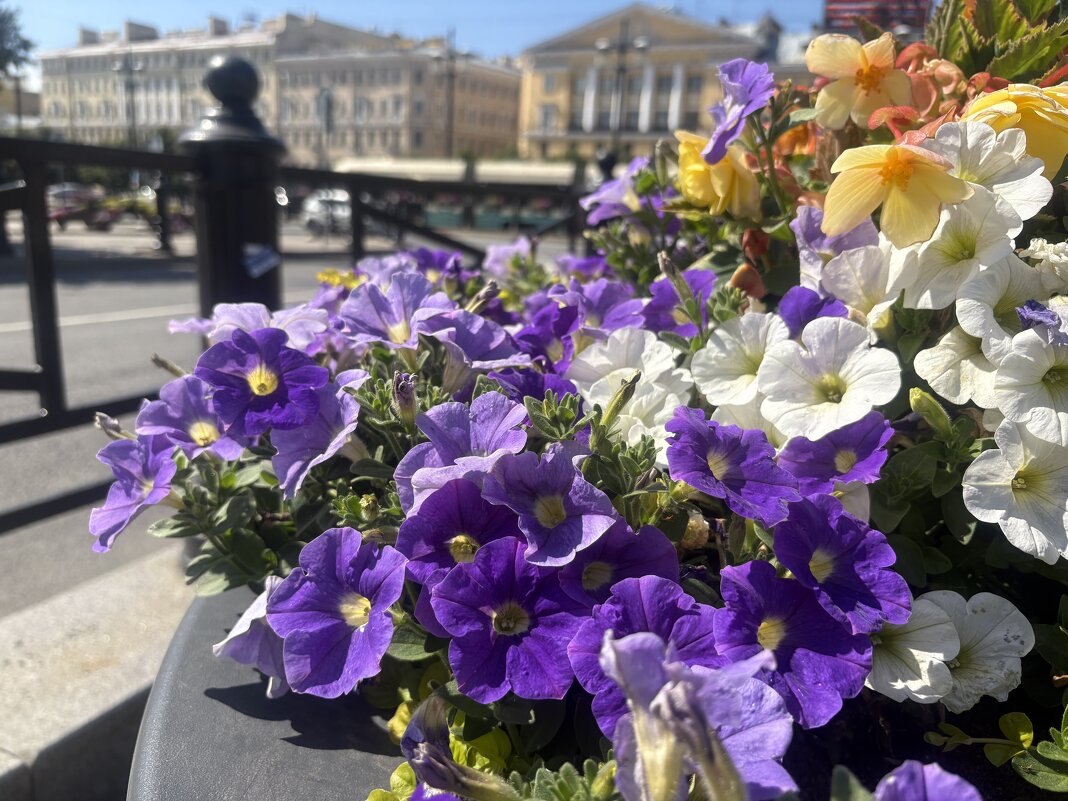 Петербург...Городские цветы цветут... - Наталия Павлова