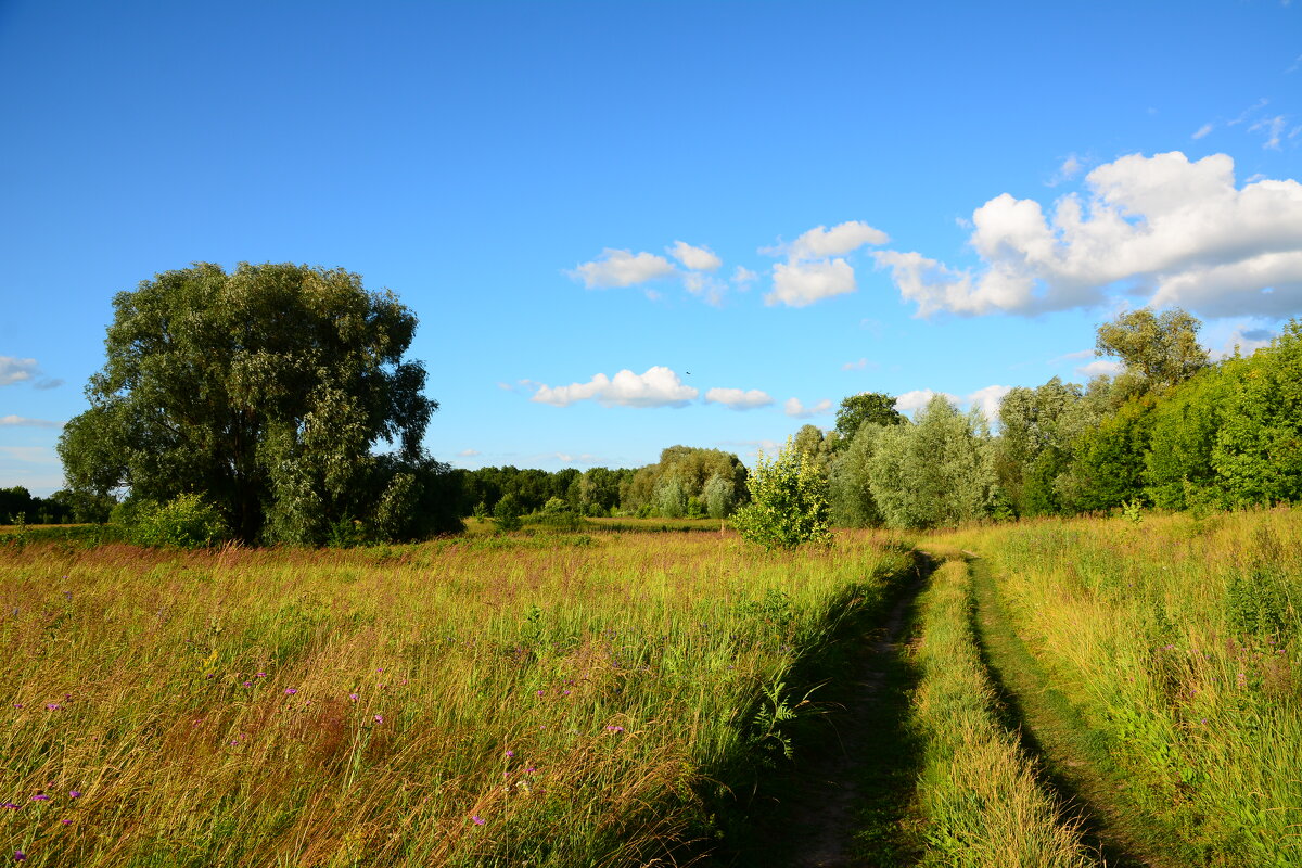 Летний день. - Михаил Колосов Летний день. - Михаил Колосов