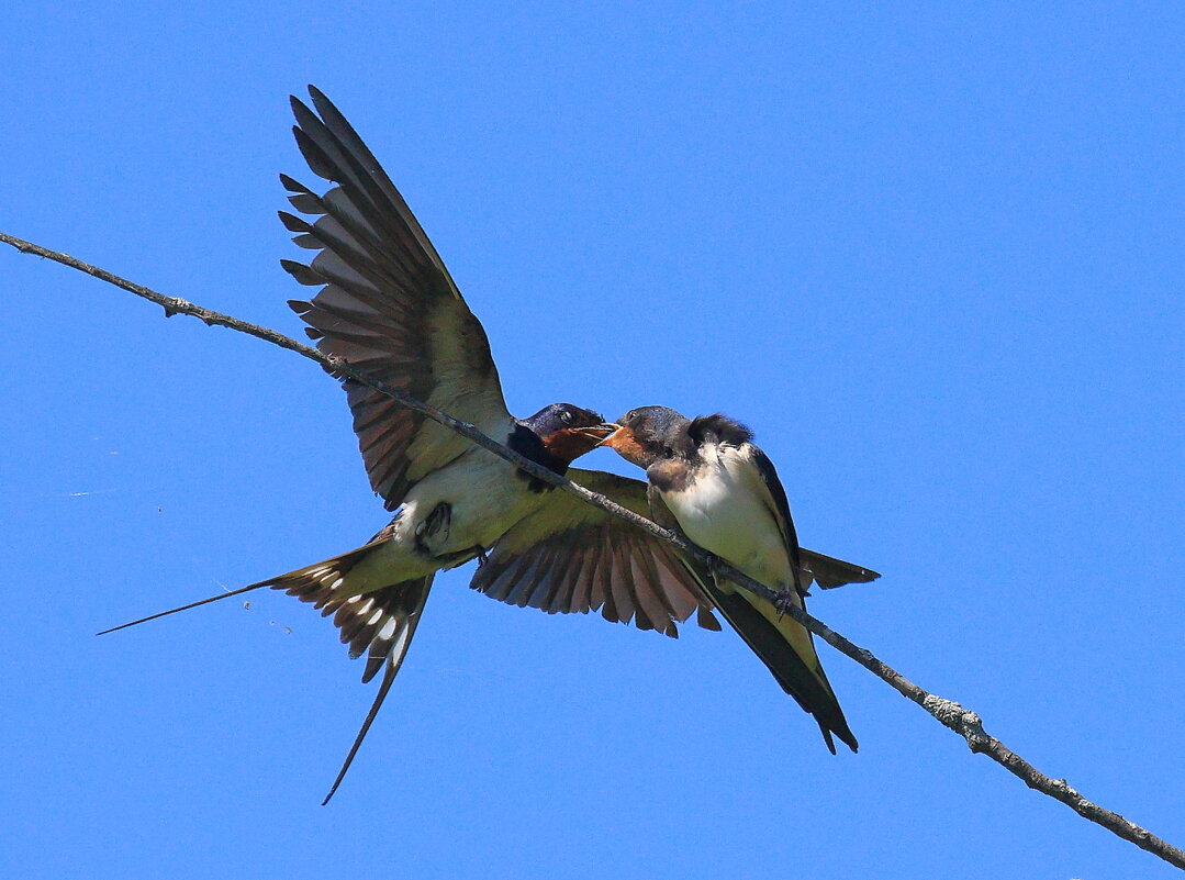 Ласточки 2 - Владилен Панченко