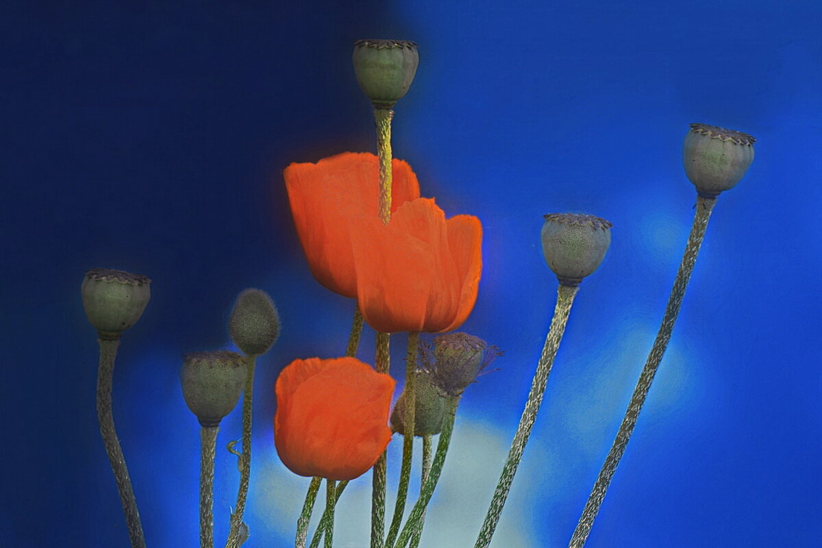 На фоне бочки... - Владимир Шошин