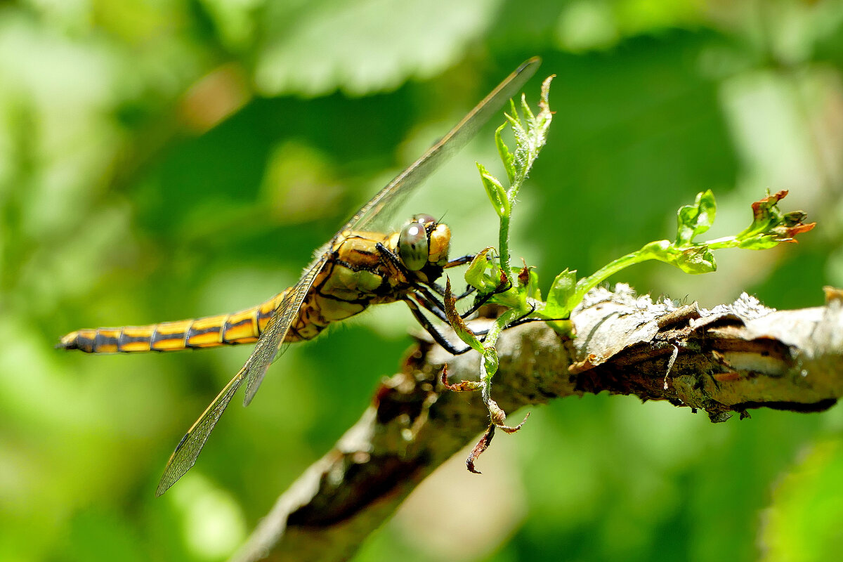 в последний день июня 16 - Александр Прокудин в последний день июня 16 - Александр Прокудин