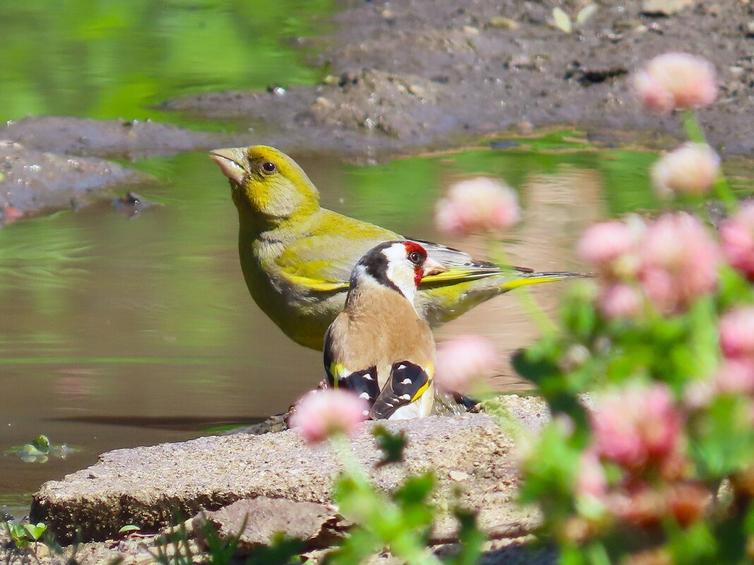На водопое .Зеленушка и щегол - Ольга Митрофанова На водопое .Зеленушка и щегол - Ольга Митрофанова