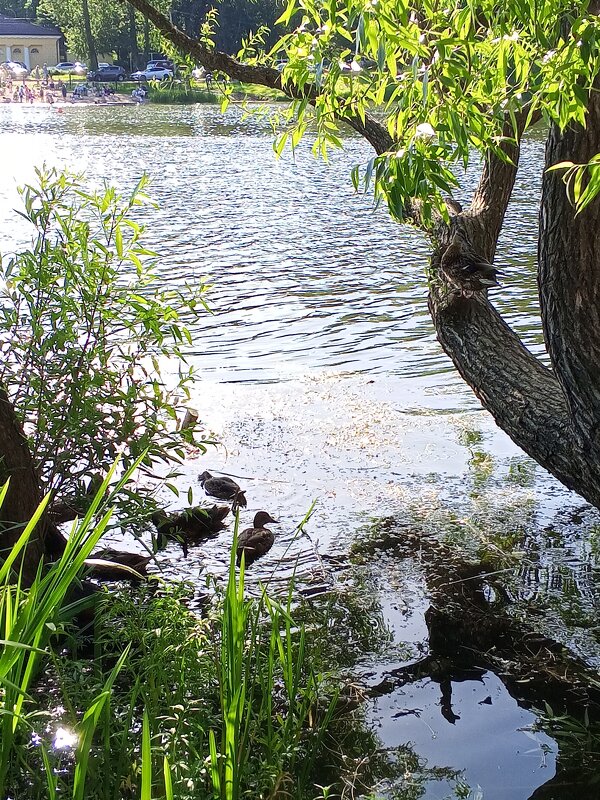 Утки - Сапсан 