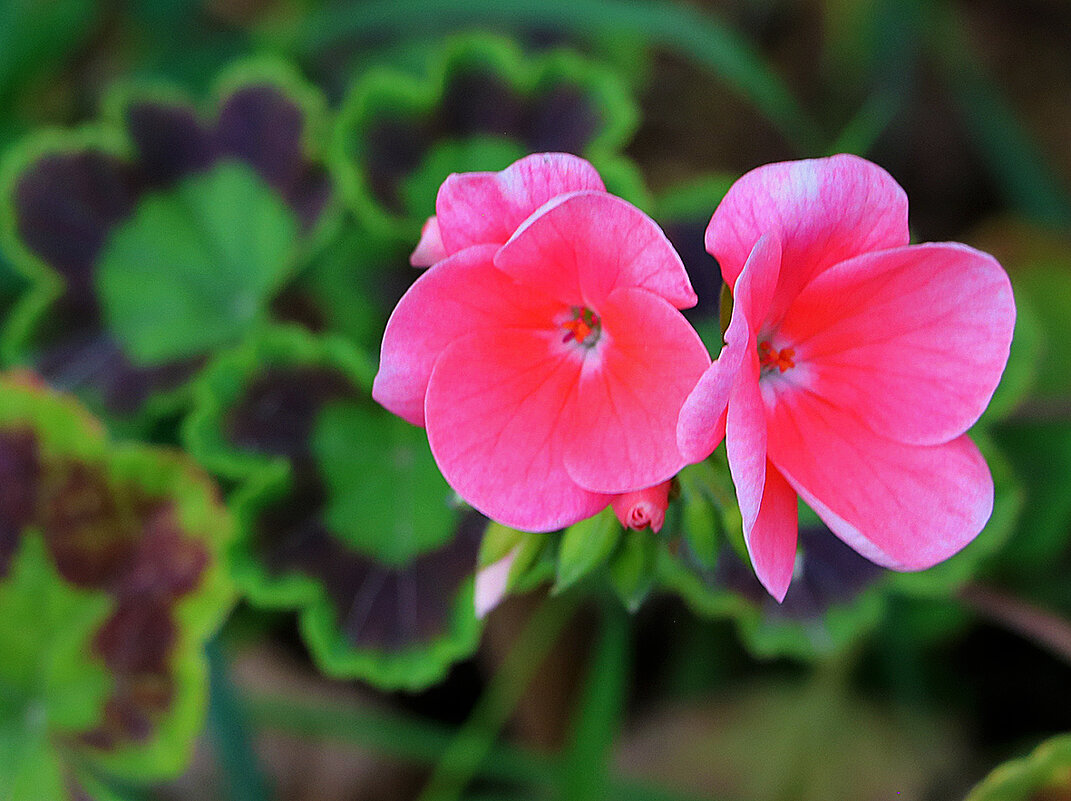 Пеларгония - Светлана 