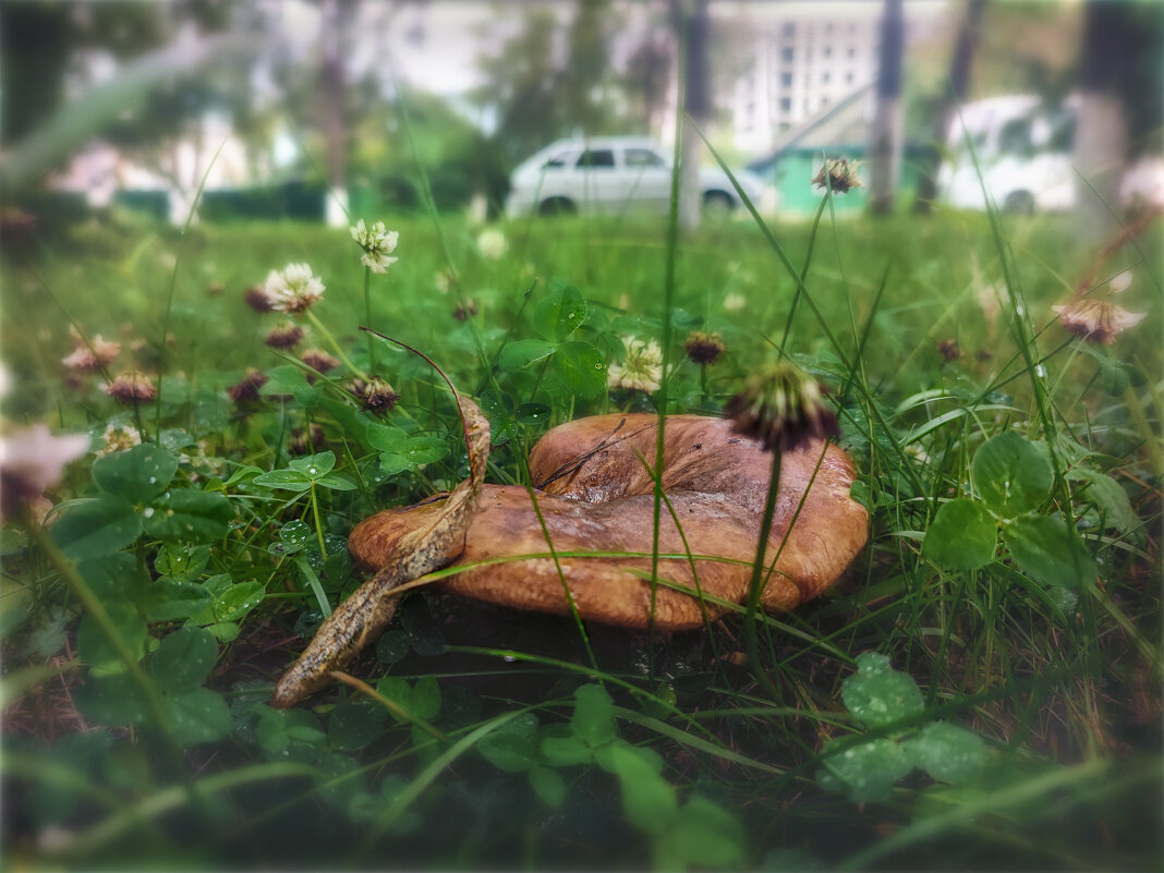 Городские грибы - AZ east3