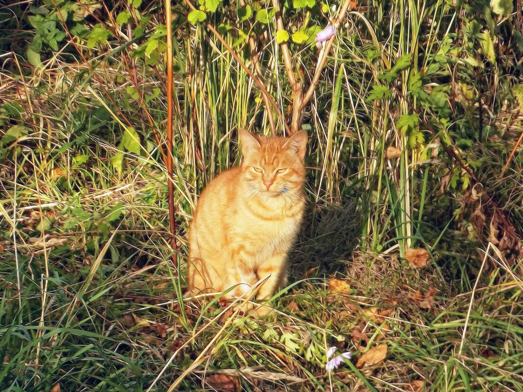Золотой  котик - Вера ВЕСНА см. Фотогруппа  ВЕСНА Личный Блог