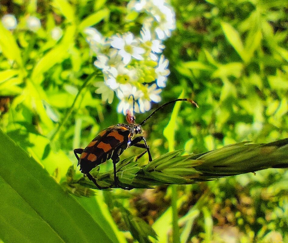 Жук лептура четырехполосая - Алексей Архипов Жук лептура четырехполосая - Алексей Архипов