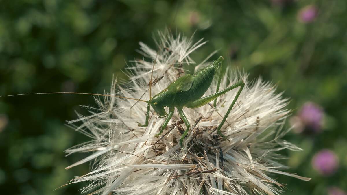 Крупный зелёный кузнечик. - Вадим Басов