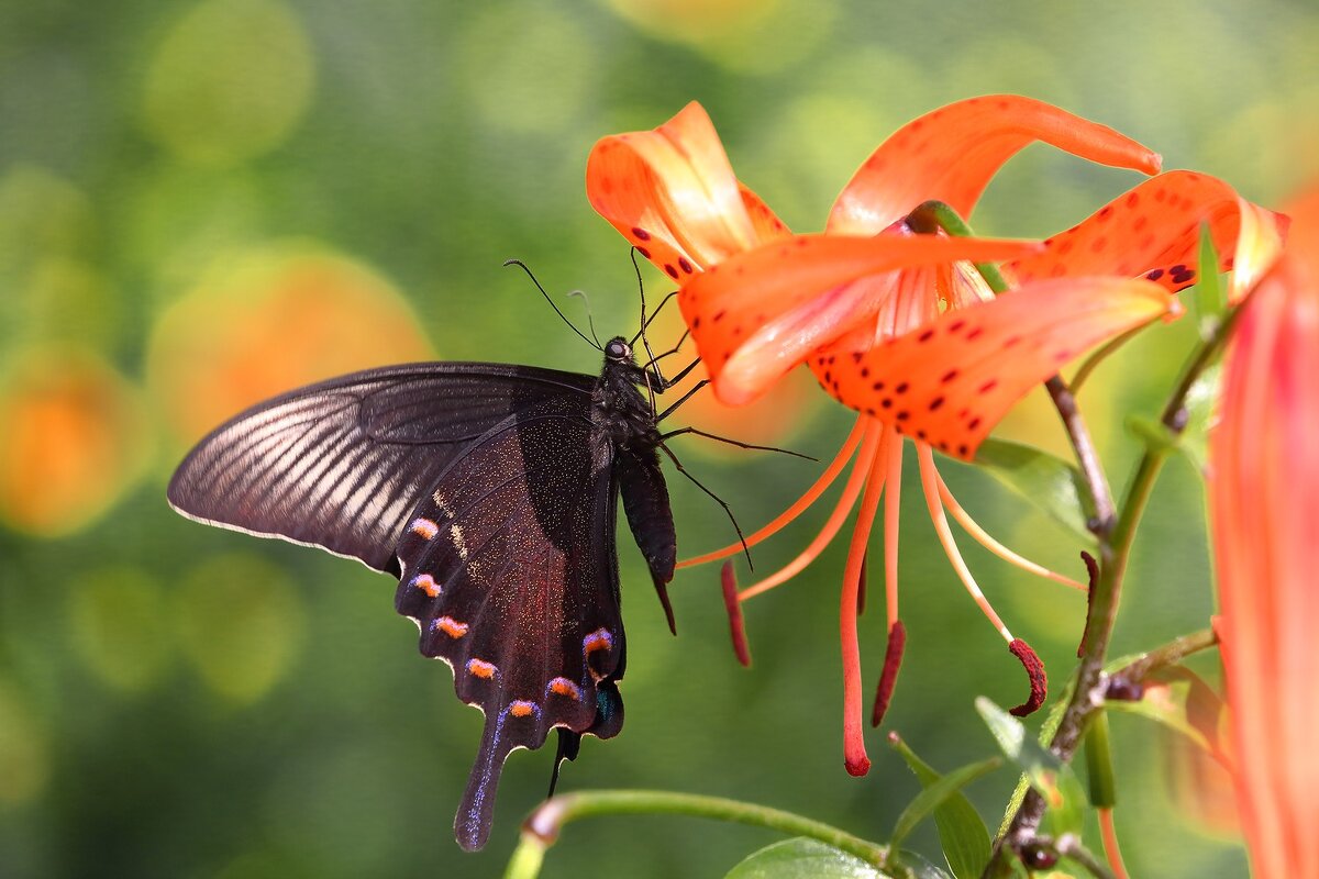 На лилиии - Евгений Слободской На лилиии - Евгений Слободской