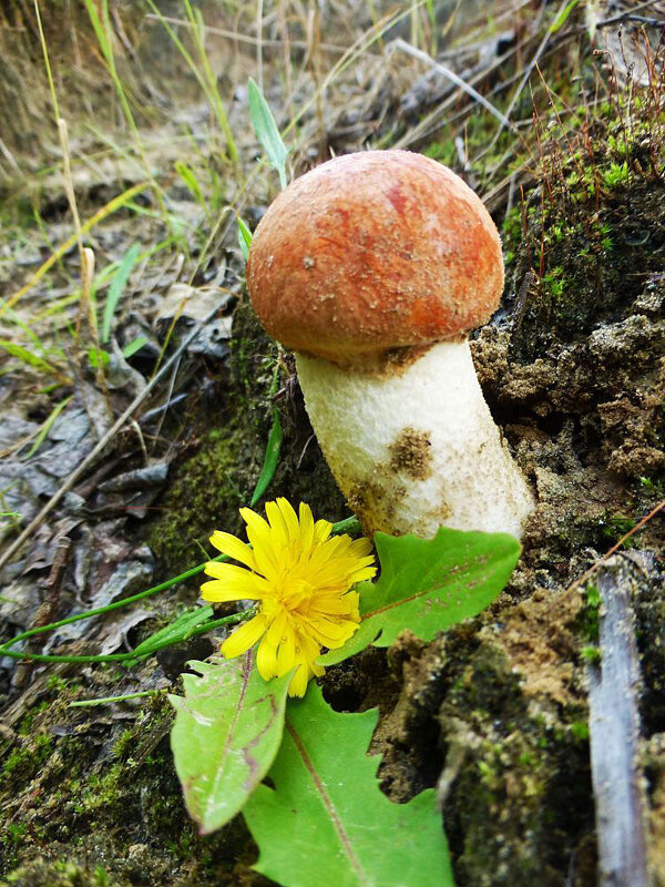 Июль...Грибной первенец сезона! - Владимир 