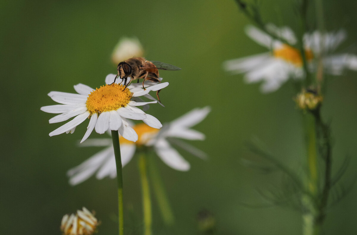 Что может быть слаще нектара? - Магомед .