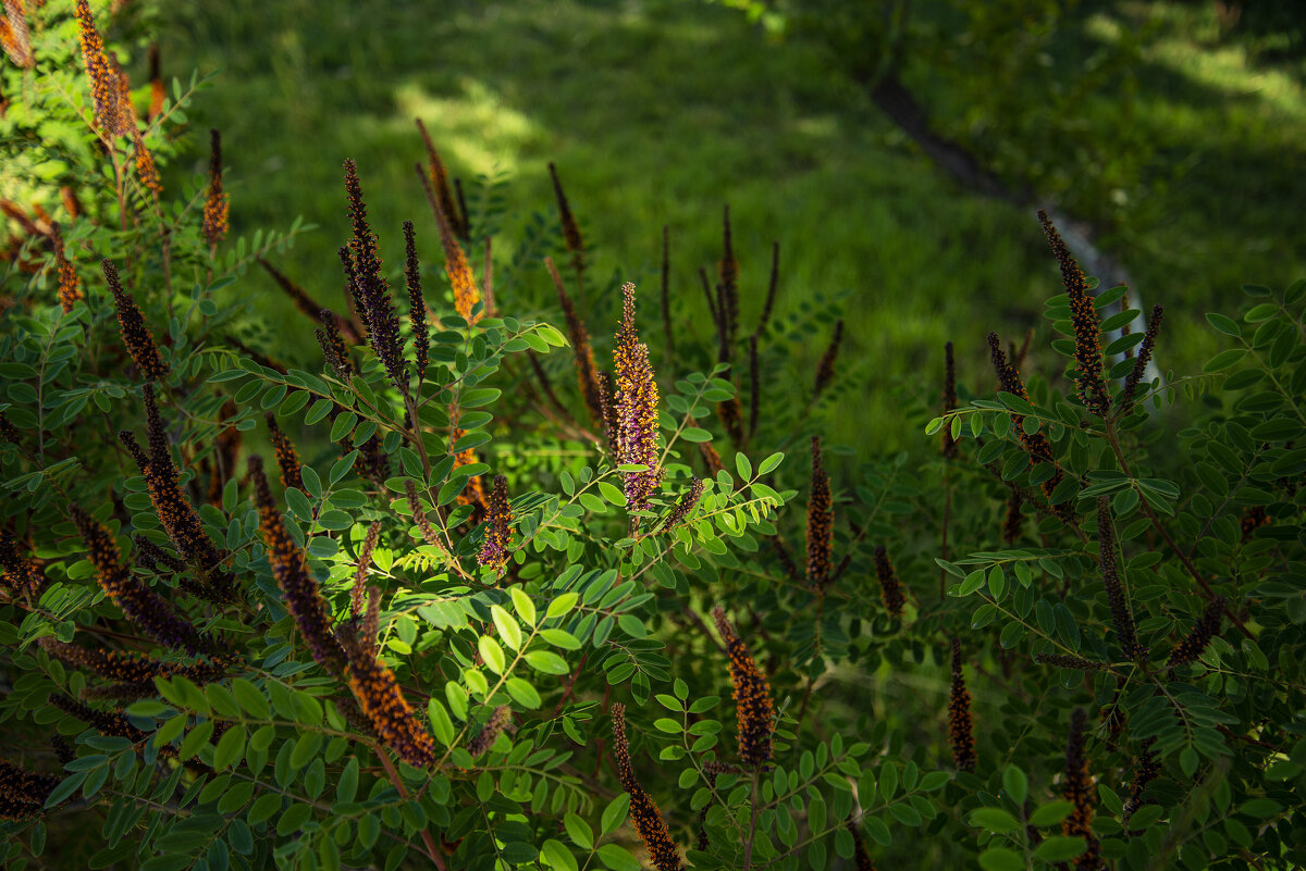 Кустарник - Анатолий Чикчирный