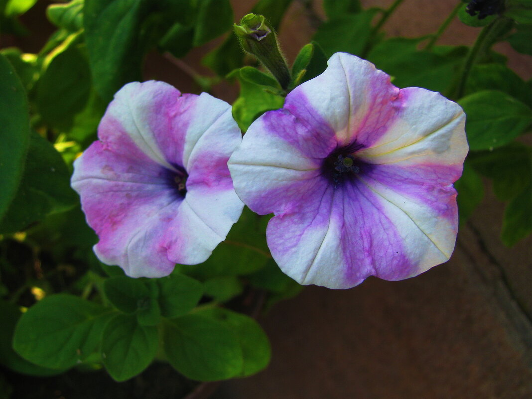 Нежные красавицы - Людмила Смородинская