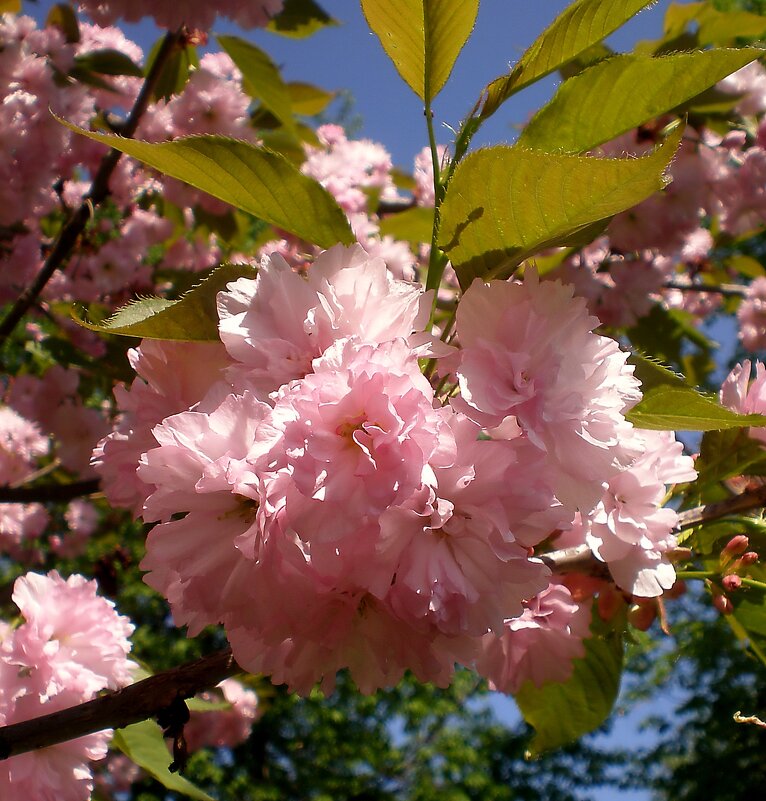 Сакура - Роман Савоцкий