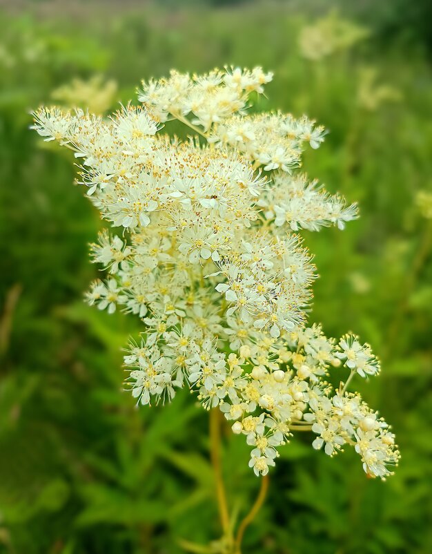 Таволга - Ирина *