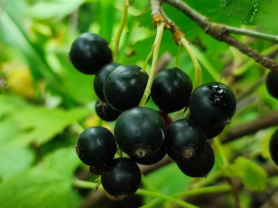 Поспела - Валентина Богатко 