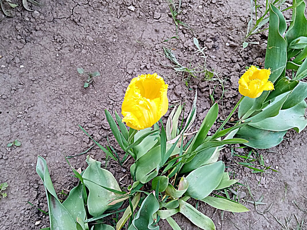 Цветы. - Владимир Драгунский Цветы. - Владимир Драгунский