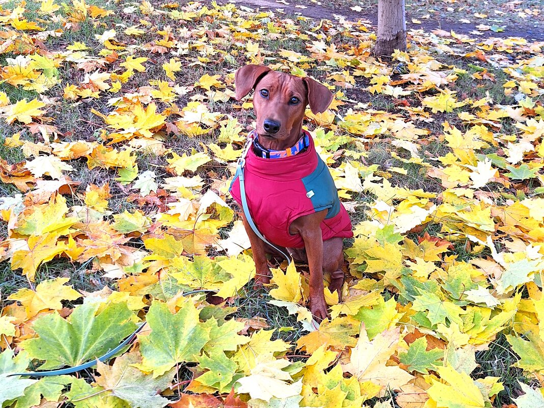 Осеннее настроение - Наталья 