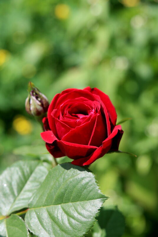 Бутон - Александр Кондаков