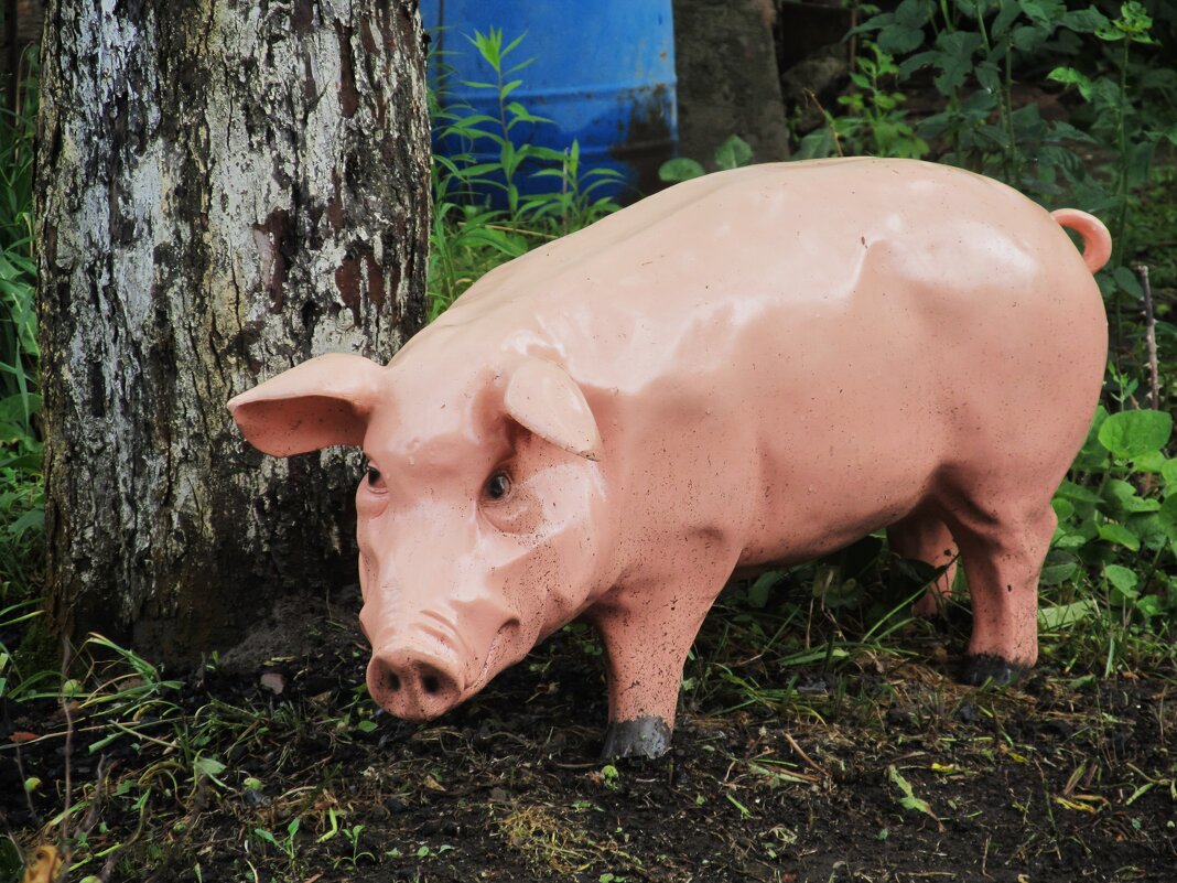 на даче - Елена Шаламова
