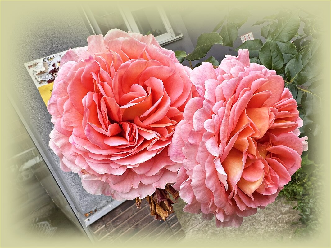 ******** - Валерия Комова