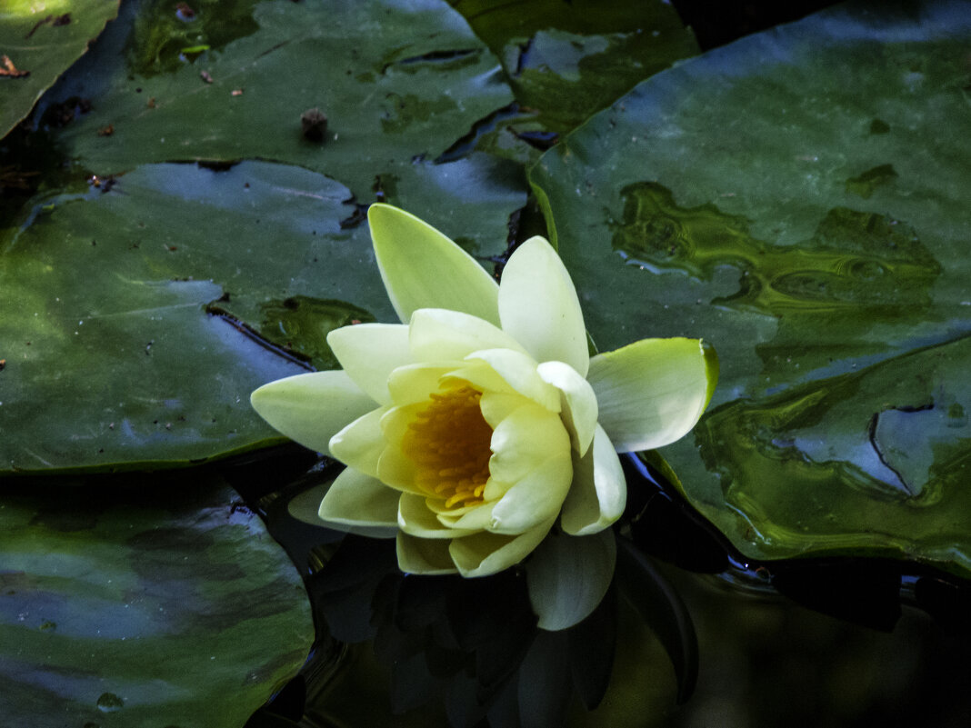 Прилегла отдохнуть - Валентин Семчишин