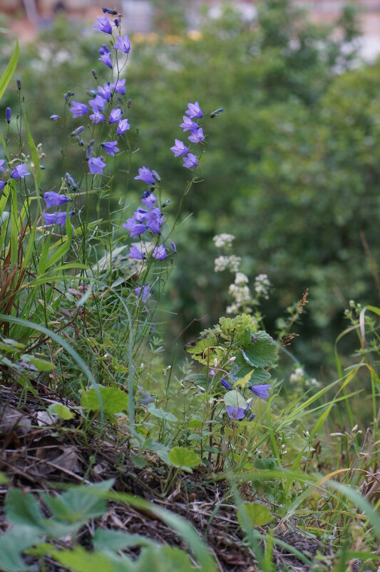 Краски лета ... - Алёна Савина