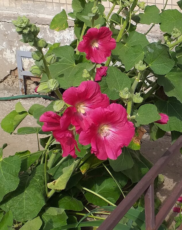 жизнь у подъезда... - Галина Флора жизнь у подъезда... - Галина Флора