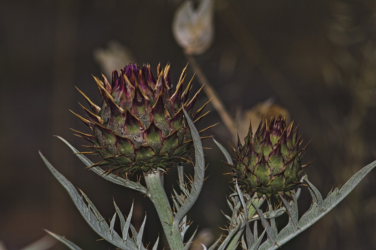 Артишок - Giant Tao /