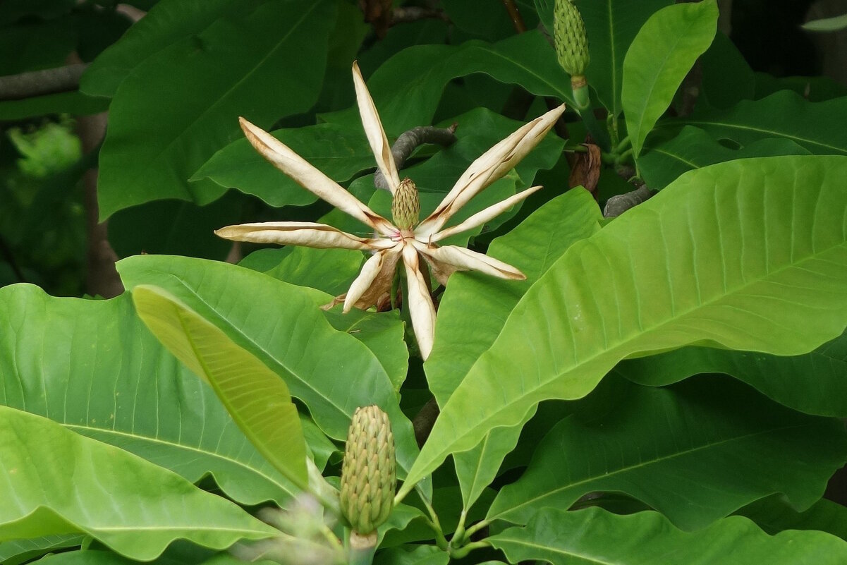 Магнолия - Рита Симонова