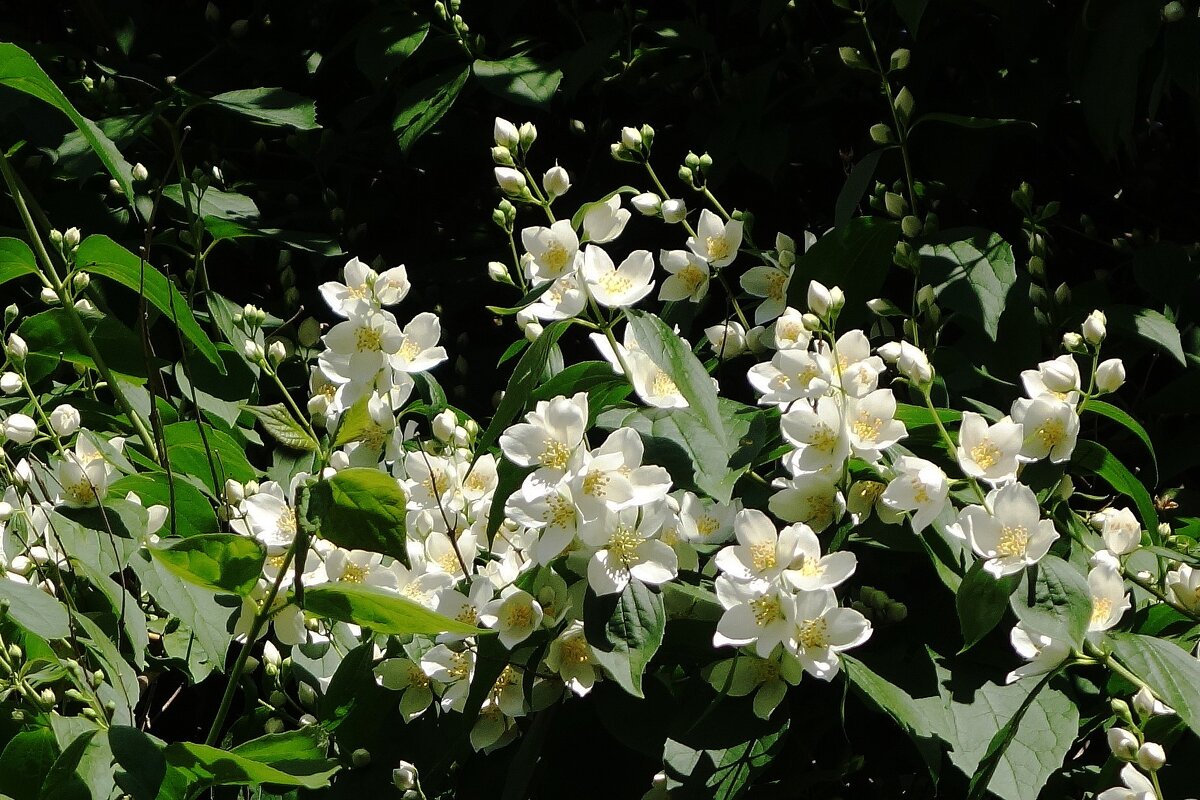 Чубушник - Рита Симонова