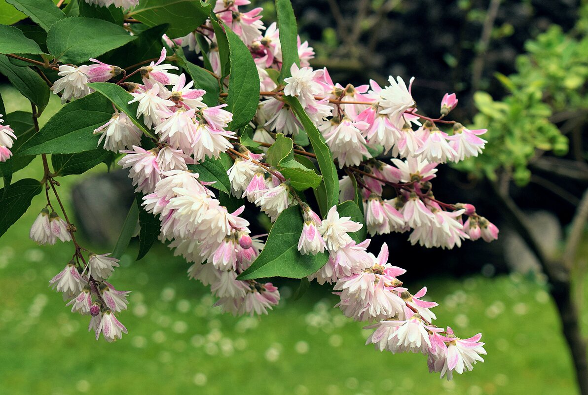 Махровые цветки дейции. - Татьяна Помогалова Махровые цветки дейции. - Татьяна Помогалова