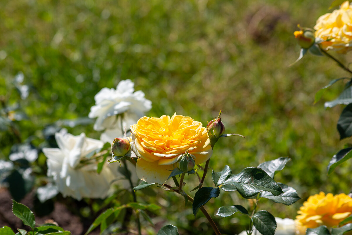 *** - Геннадий Порохов