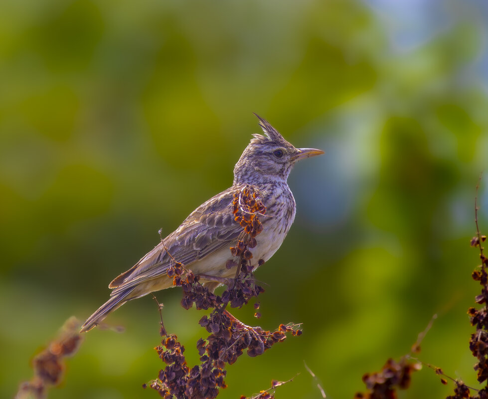 Хохлатый жаворонок... - Александр Посошенко Хохлатый жаворонок... - Александр Посошенко