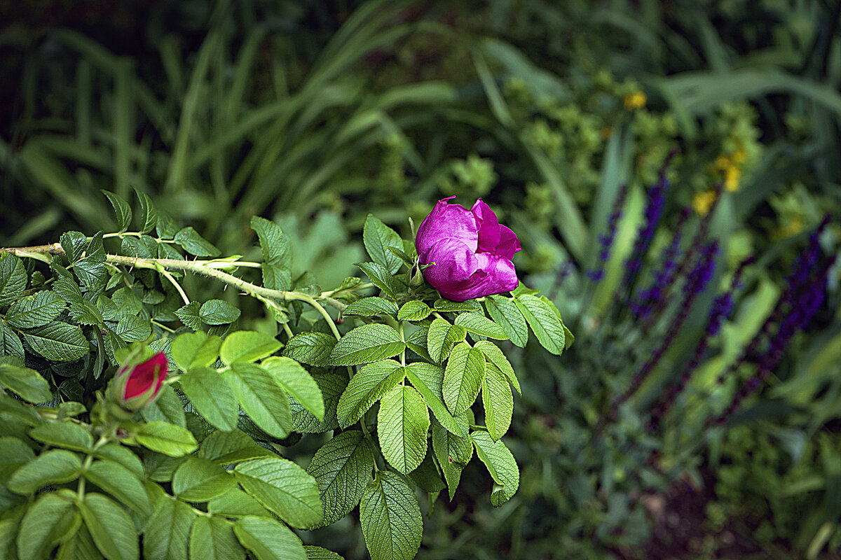 Шиповник - Владимир Кроливец