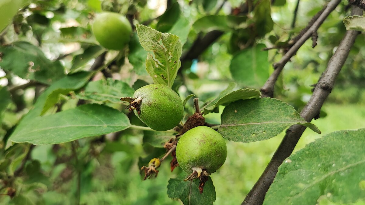 ,,, - Сергей Тимоновский