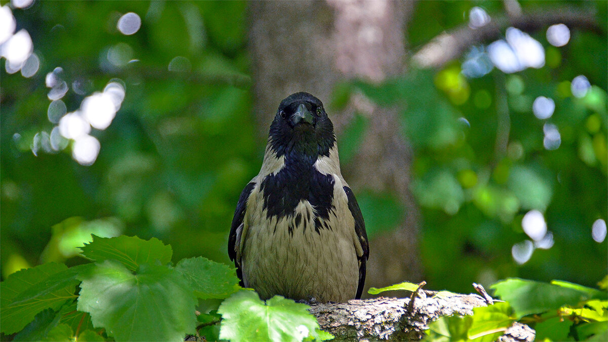 Контролёр - Alexandеr P