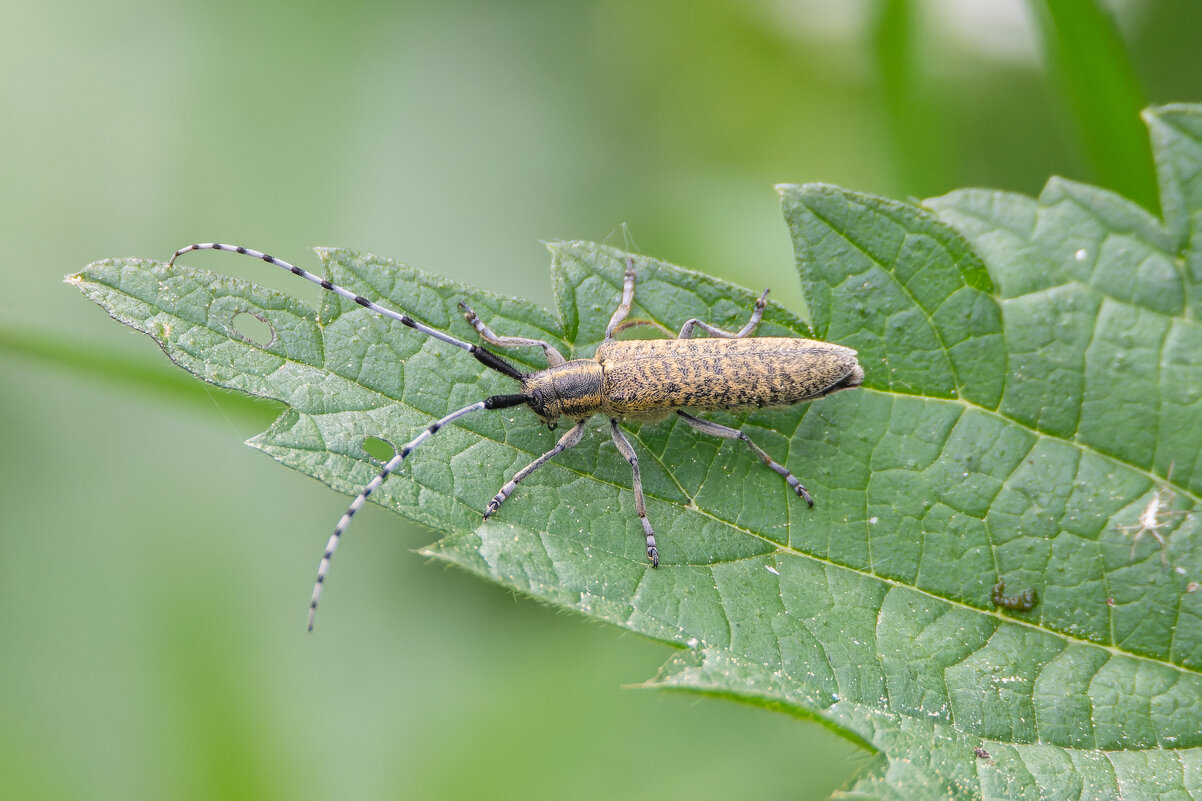 Подсолнечниковый усач - Дарья Меркулова