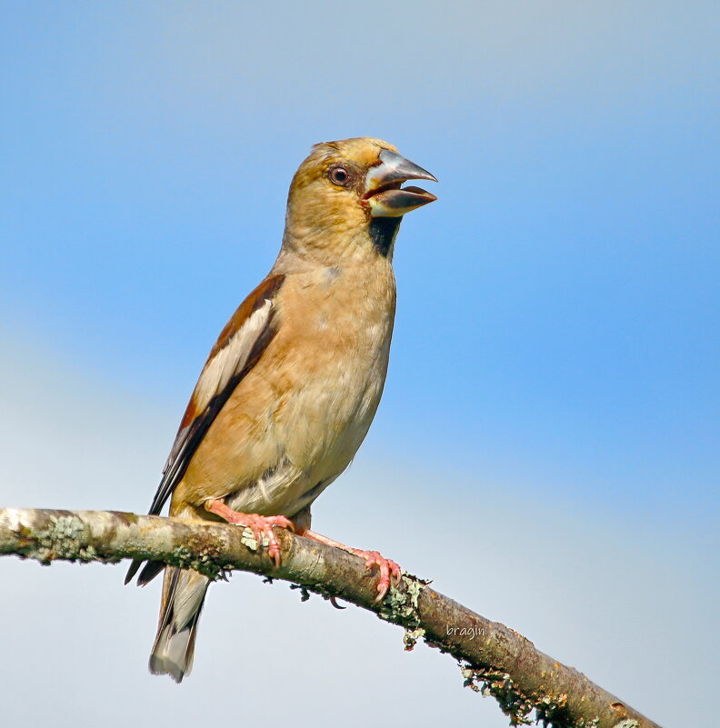 разговорчивый такой ... - Andrey Bragin разговорчивый такой ... - Andrey Bragin