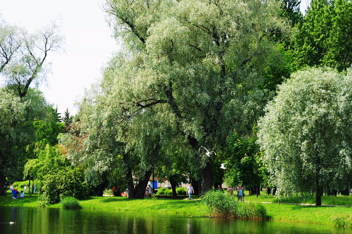 ЛЕТО - Виктор Никитенко