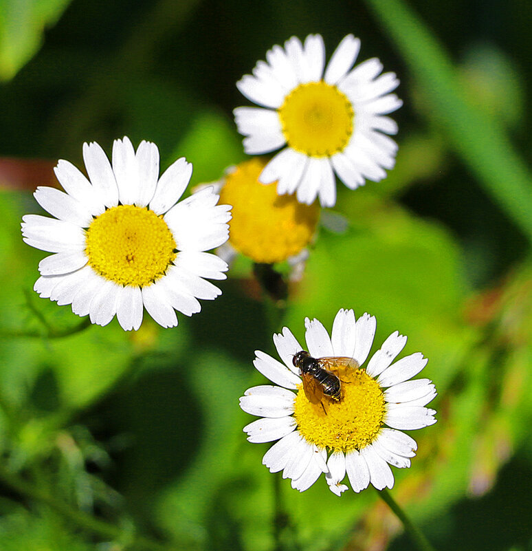 *** - Светлана 