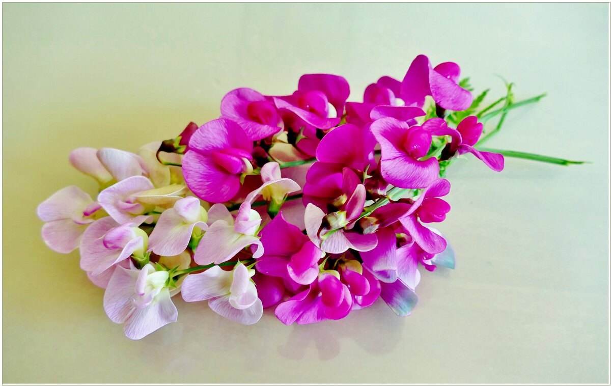 ДУШИСТЫЙ ГОРОШЕК... - Elvira E. 