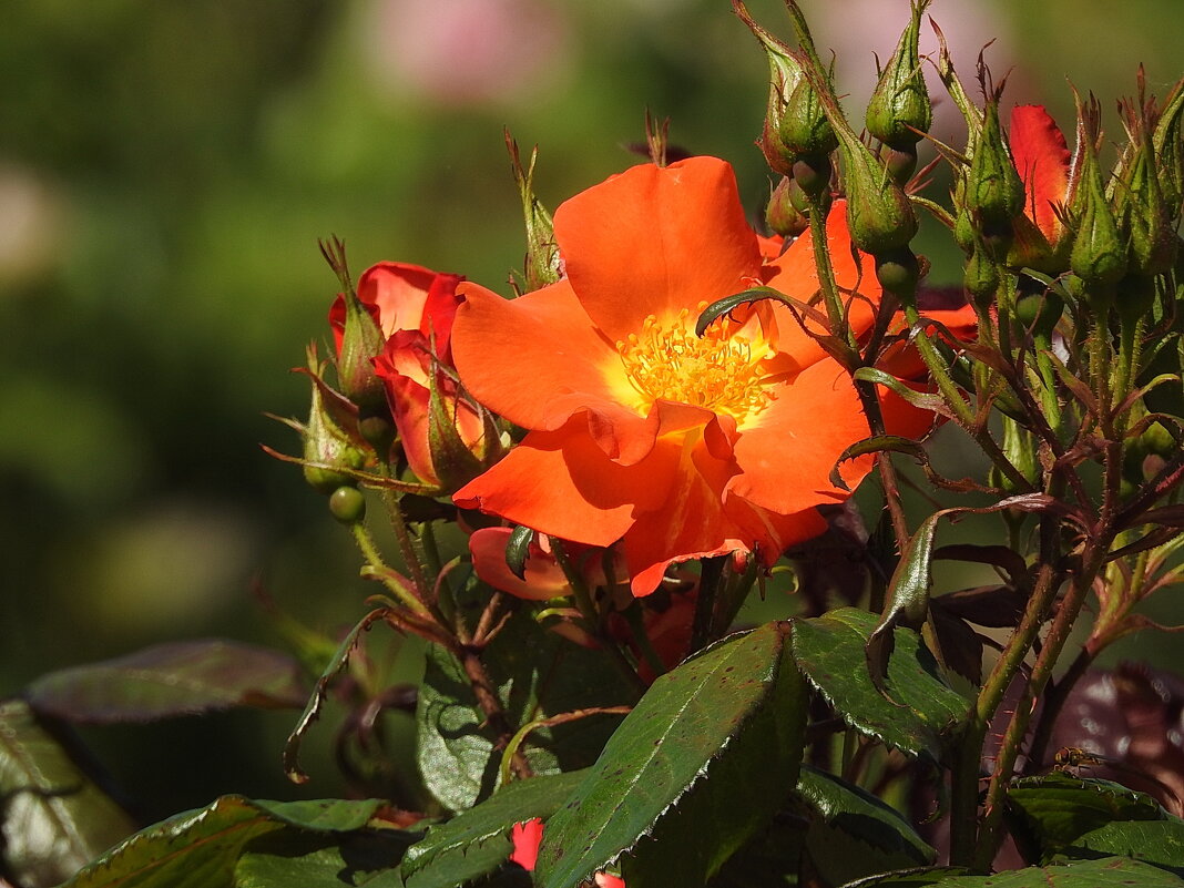 французский парк в Рундале - ИННА ПОРОХОВА французский парк в Рундале - ИННА ПОРОХОВА