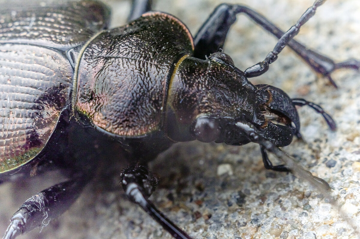 Красотел Пахучий - Андрей Щетинин