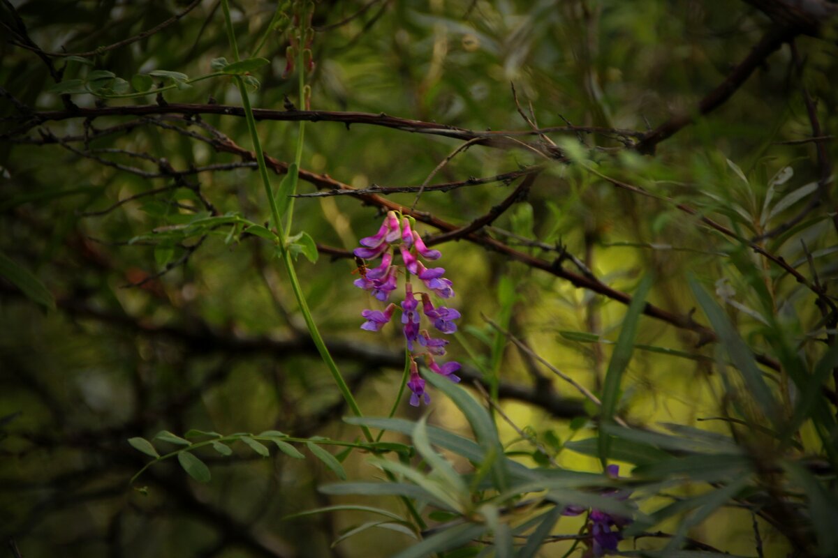 цветочек - Иван Мануковский