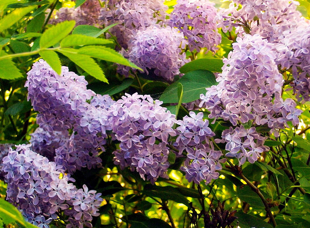 Махровая сирень. - VasiLina *