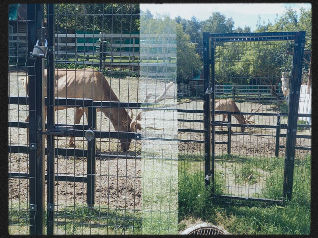 Живой олень. - Игорь Солдаткин
