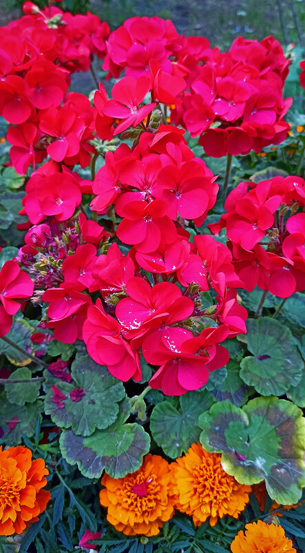 Серия "Городские цветы". Герань и бархатцы. - Лилия *