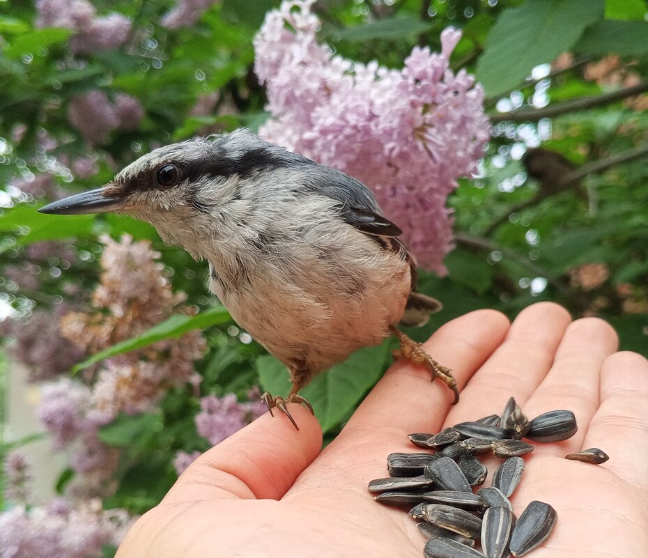 Поползень - Сапсан 